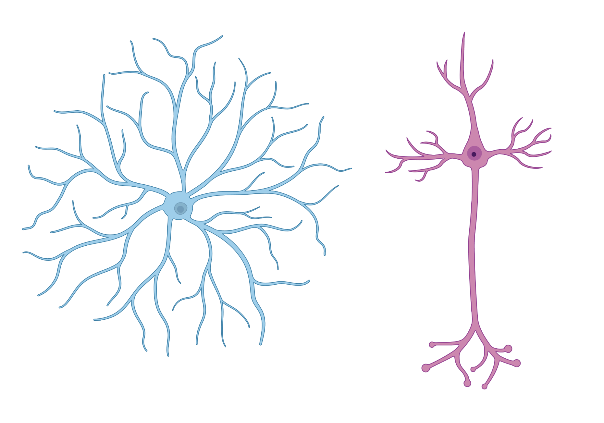 The neuron on the left has a star-shaped appearance, with many skinny dendrites branching out from the central cell body. The neuron on the right has a triangularly shaped cell body with a few short dendrites and one thick long axon culminating in several axon terminal branches at the bottom.