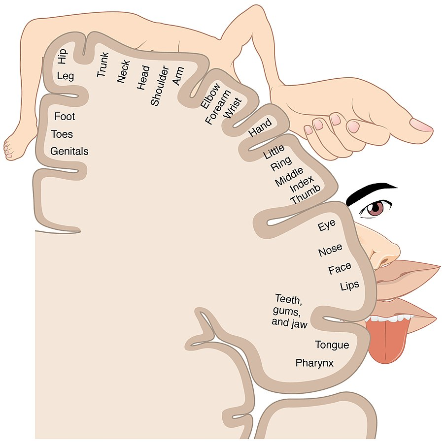 A cross section of the brain is shown, on which the map of the body is displayed, showing which parts of this section of cerebral cortex get input from which parts of the body. The hands, fingers, lips, and tongue, are overrepresented and appear overly large compared to other body parts.