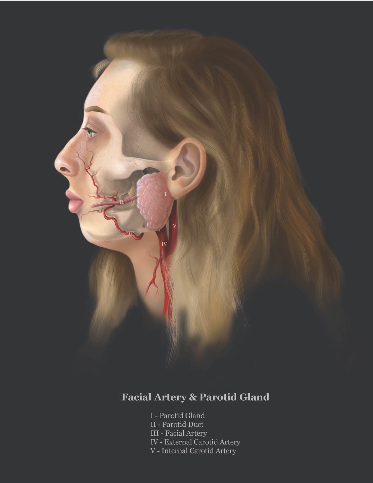 Scientific Illustration by Julia Lunavictoria of a self portrait depicting internal face anatomy with arteries