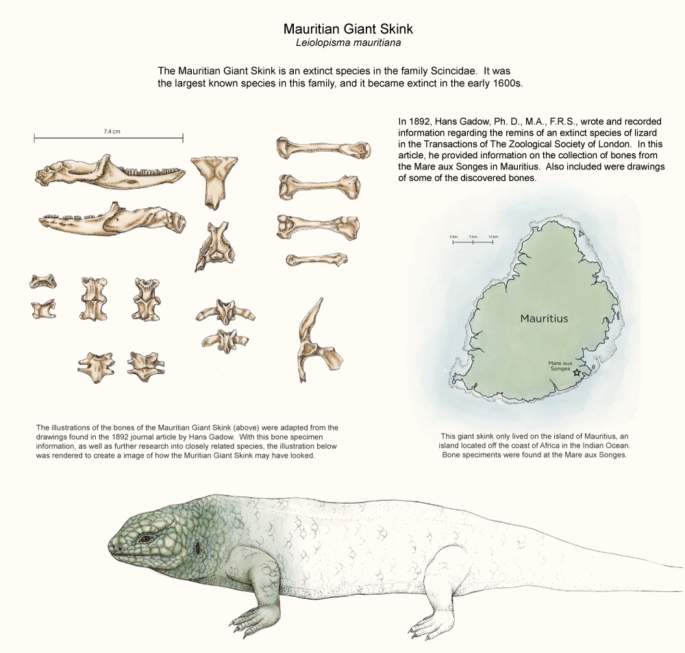 Illustration of extinct Mauritian Giant Skink by Kara Perilli