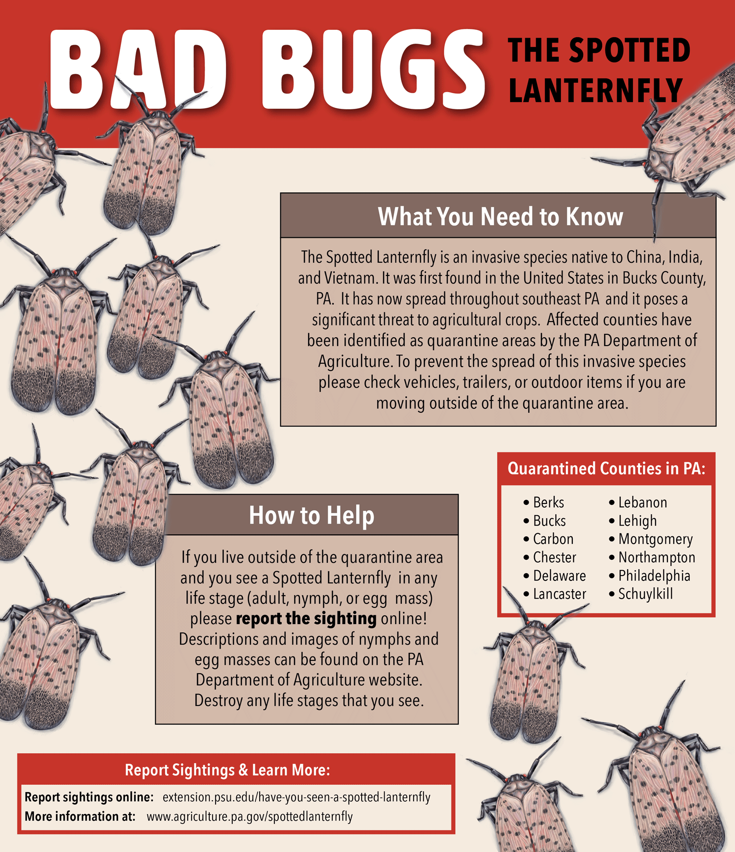 Educational poster on the invasive Spotted Lanternfly species by Kara Perilli