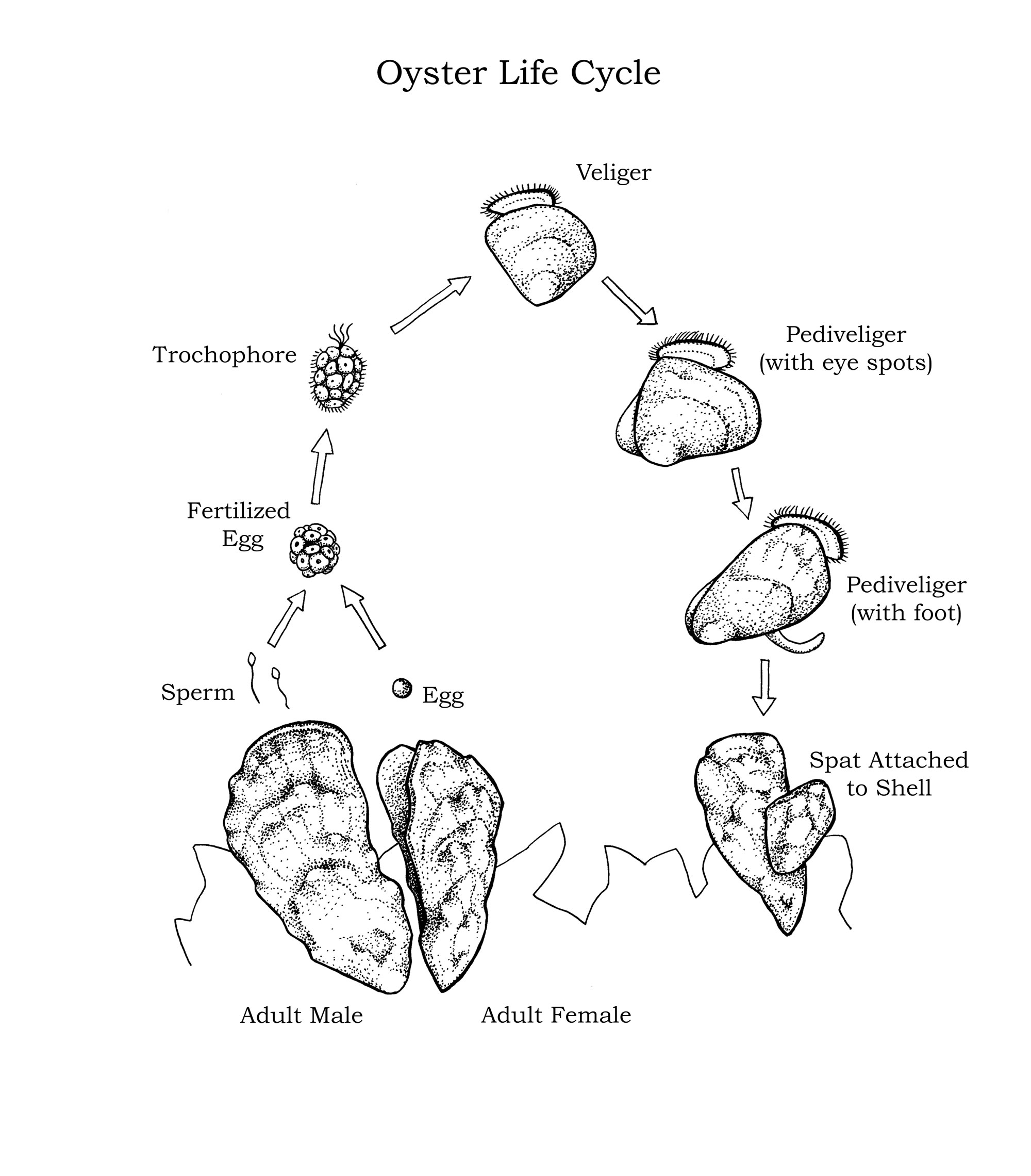 Illustration of oyster life cycle by Mary Koger