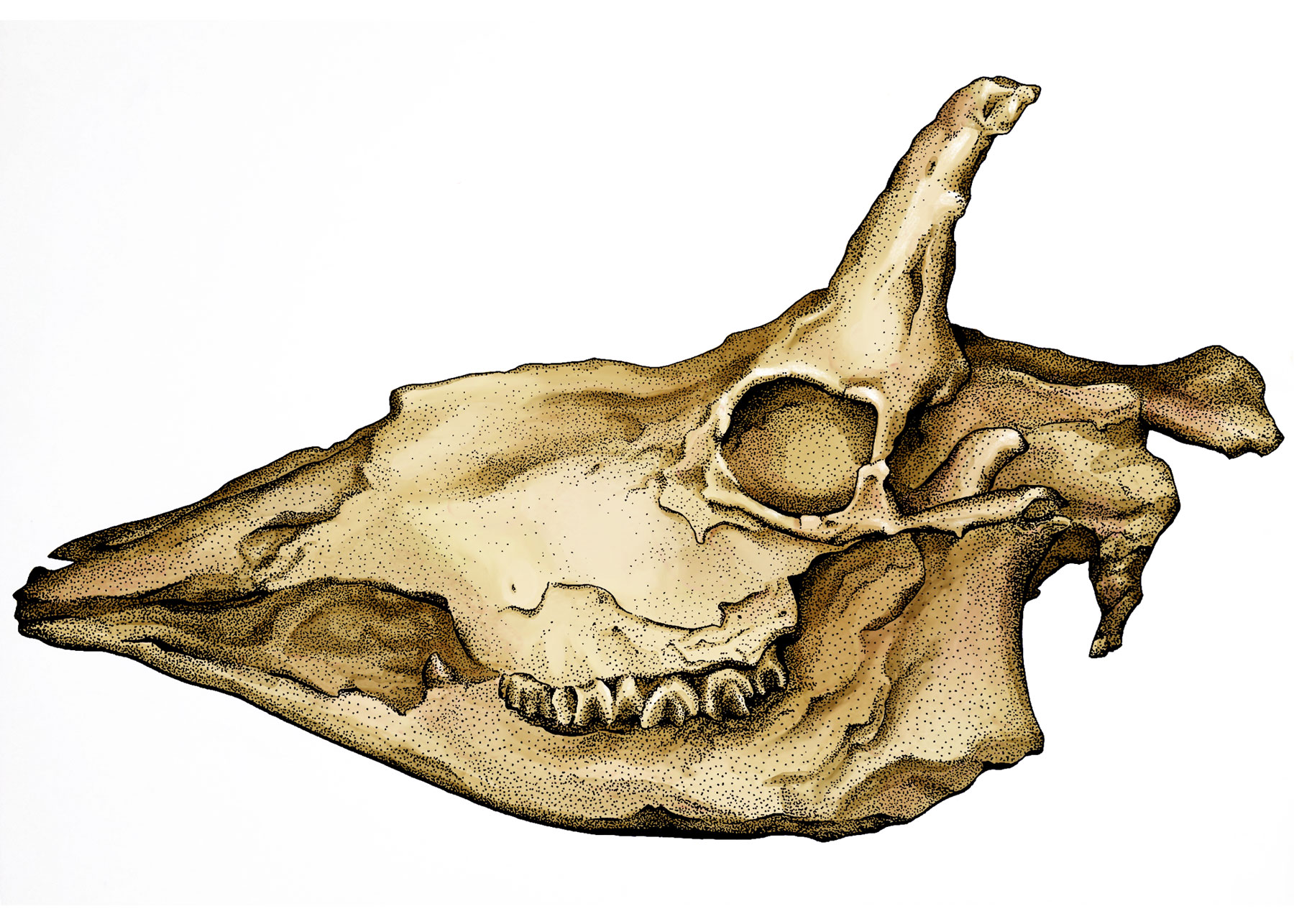 Illustration of extinct animal skull fossil by Mary Koger