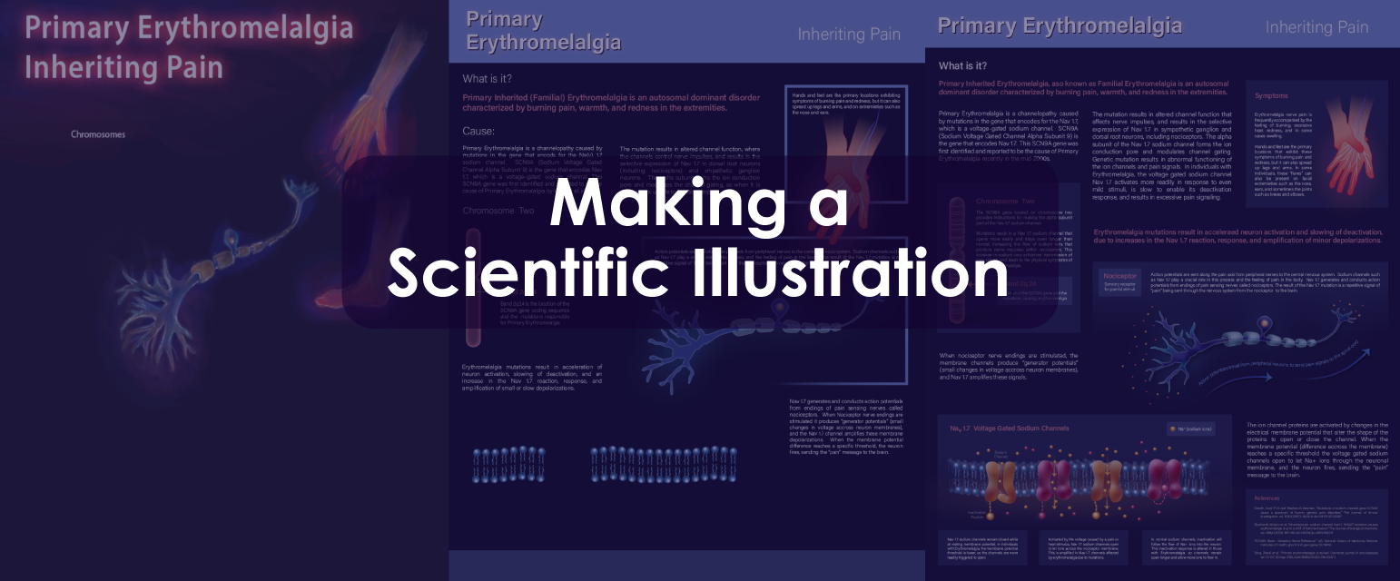 Blog Header image for Making a Scientific Illustration