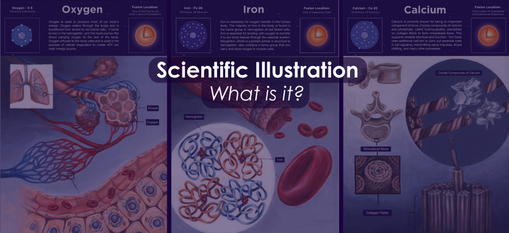 Blog Header image reading Scientific Illustration: What is it?