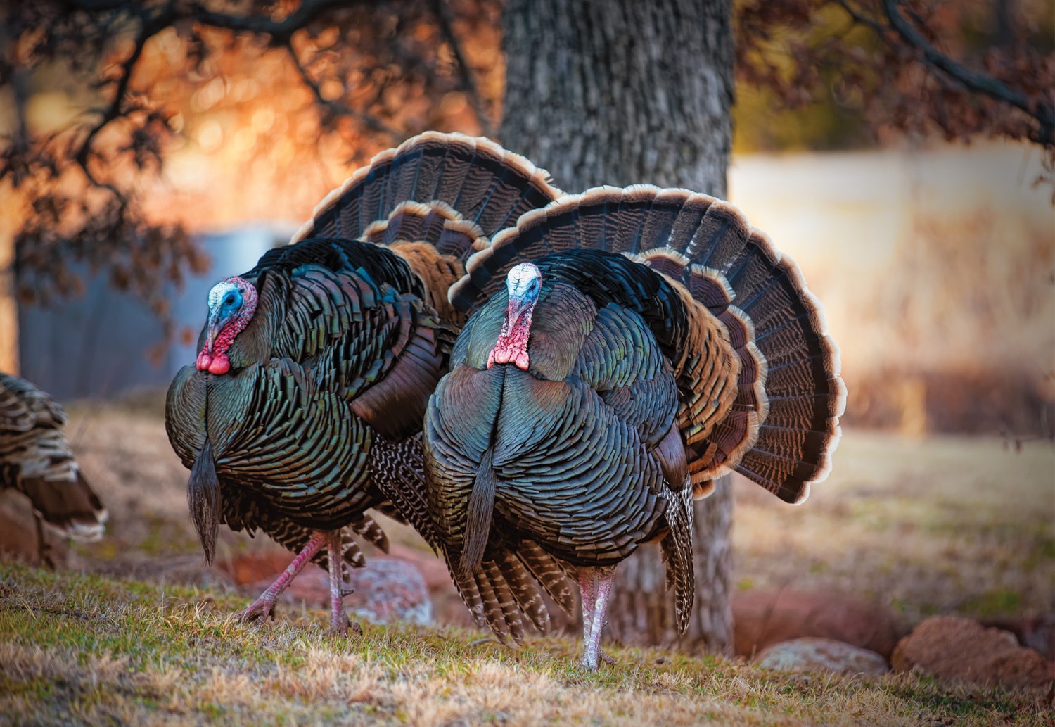 A photo of two wild turkeys outside under a tree