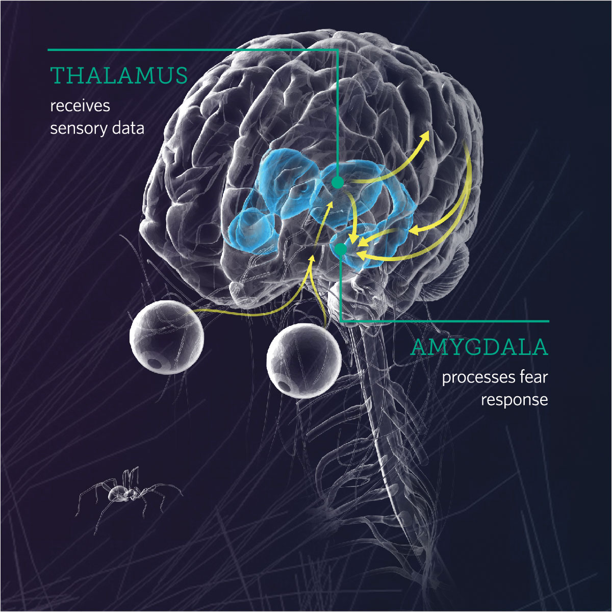Diagram of the human brain showing locations of the thalamus and amygdala