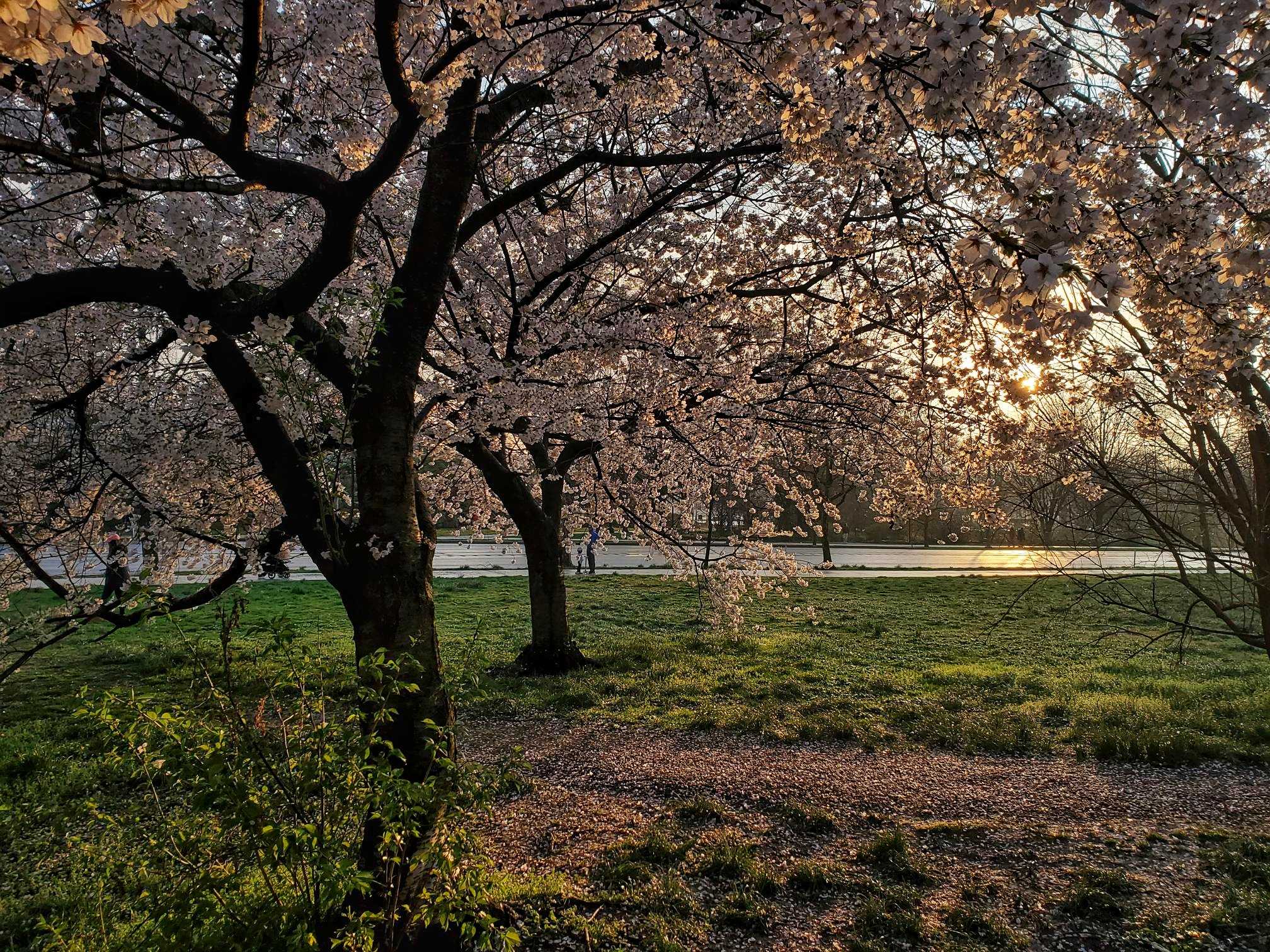 Flowering Trees at Sunset