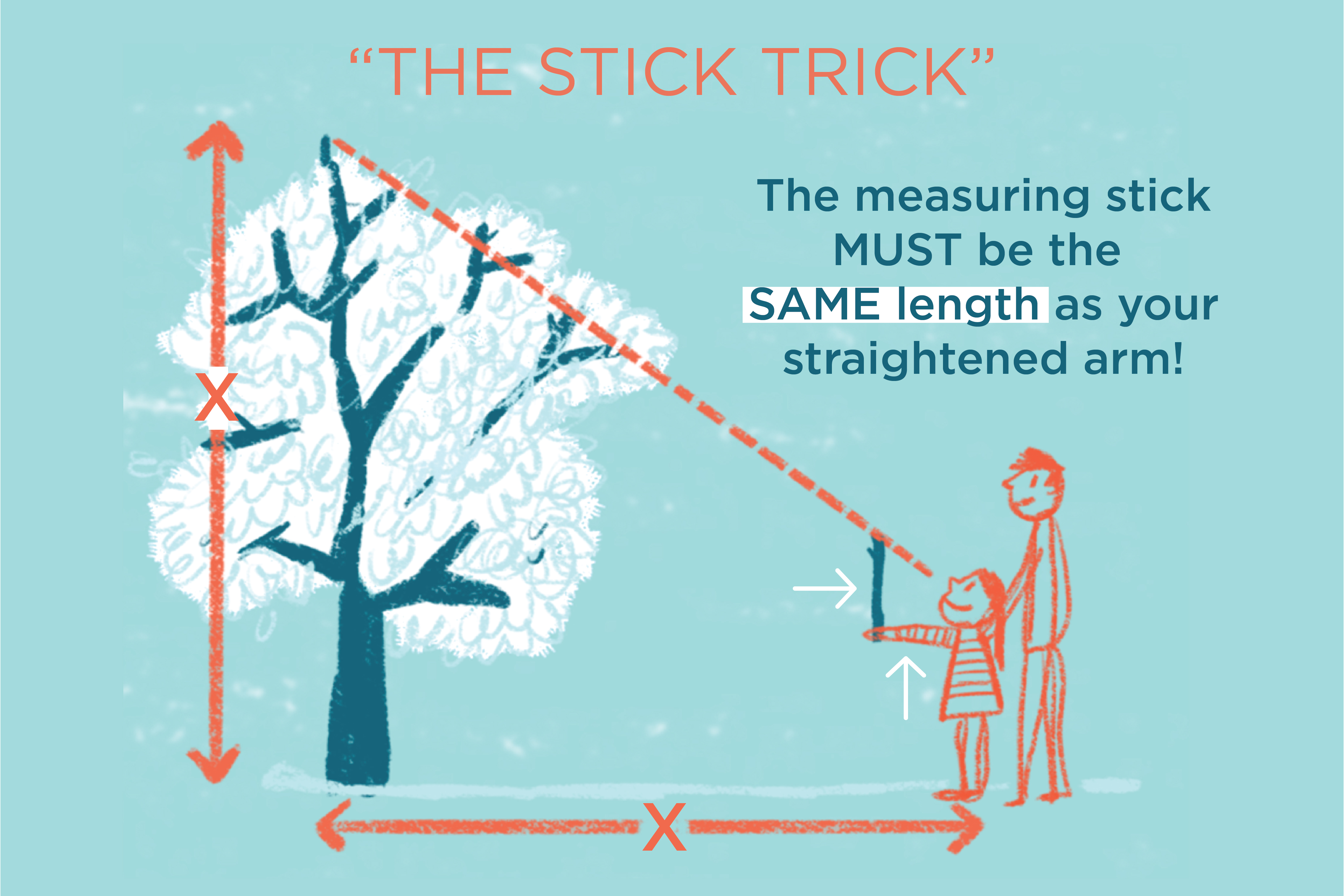 Diagram of a person using a stick to measure the height of a tall tree