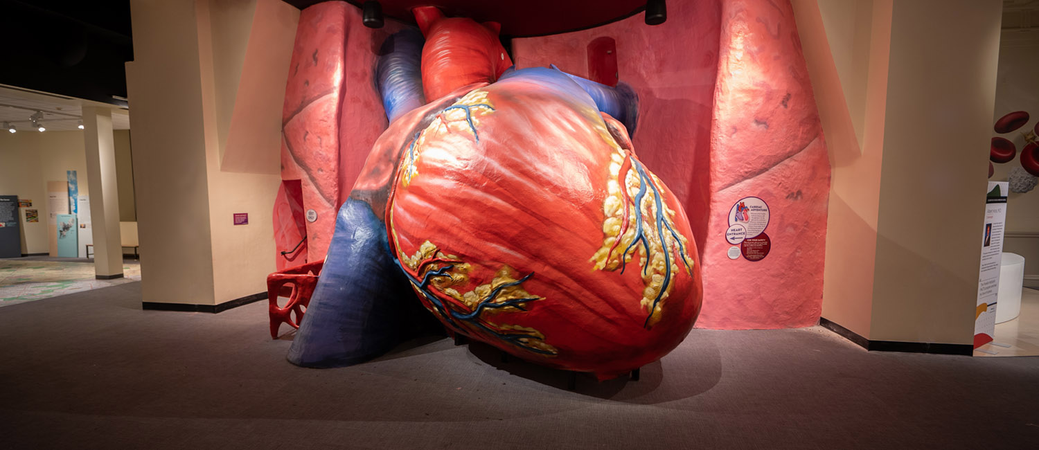 The Franklin Institute's iconic and newly refurbished Giant Heart Exhibit