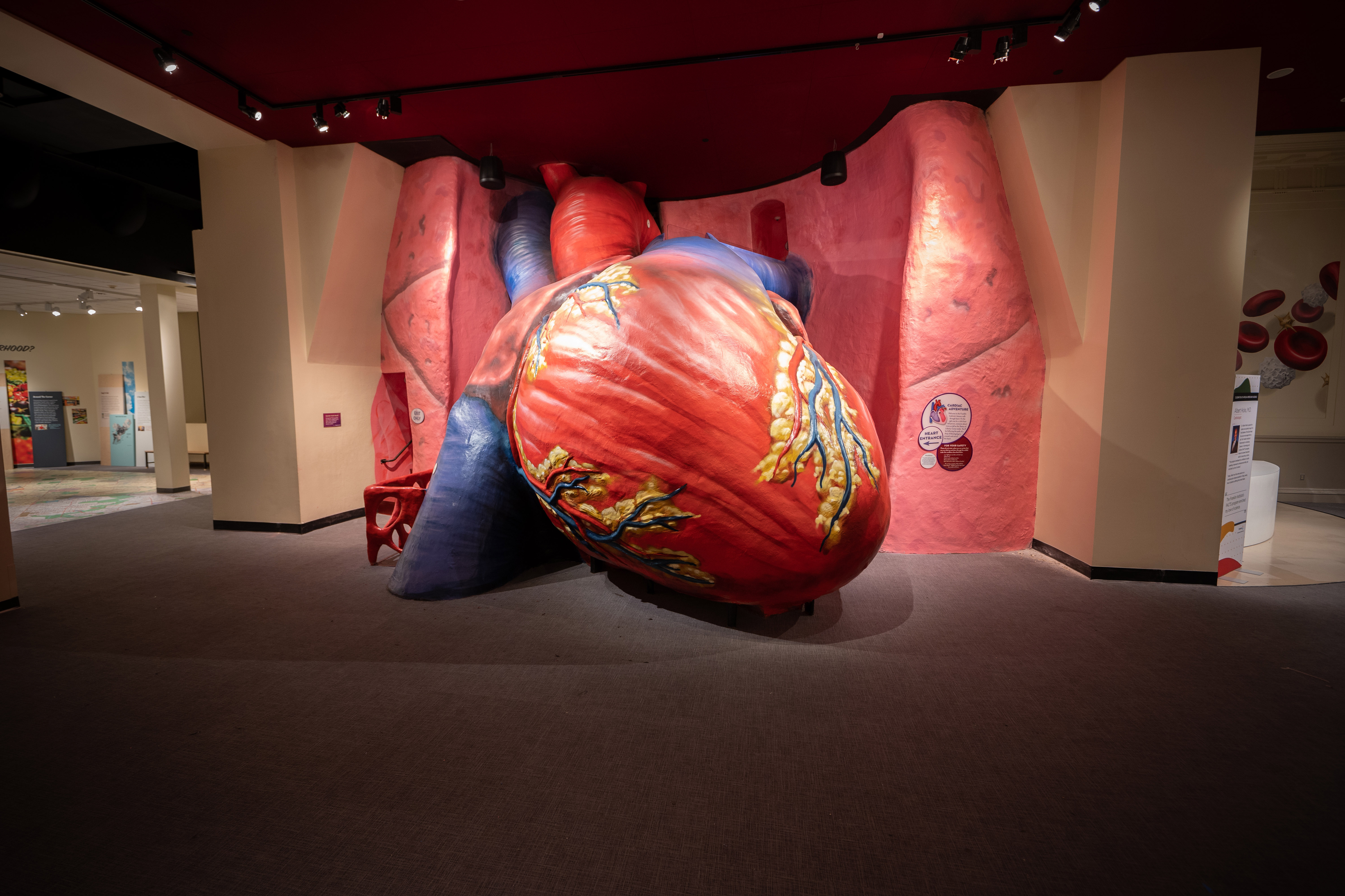 Franklin Institute's Iconic Giant Heart Exhibition