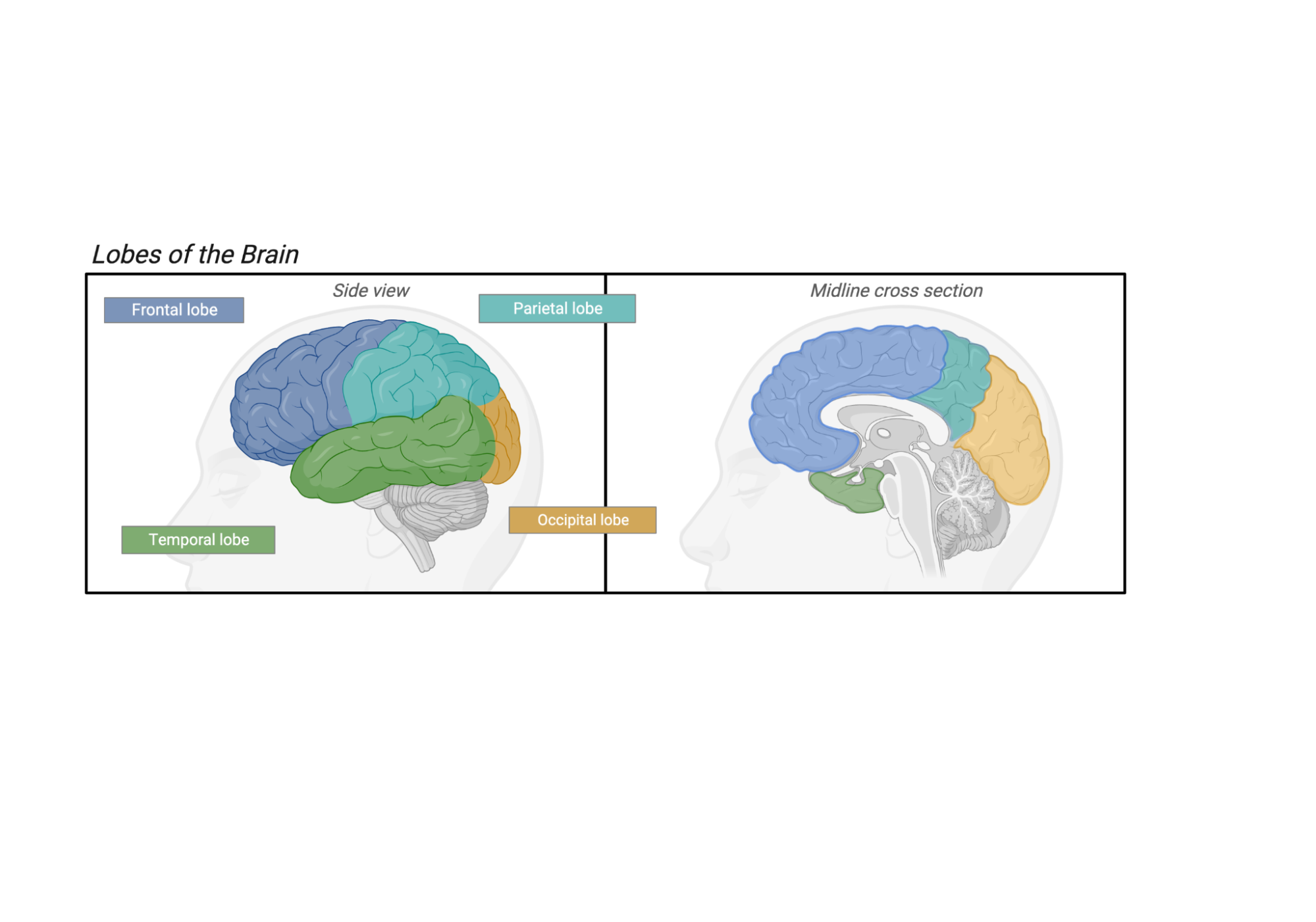 The left half of the image shows a side or lateral view of the human brain, with the frontal, parietal, temporal and occipital lobes labeled. The right half shows a cross section through the midline, revealing another way to see these same 4 lobes.