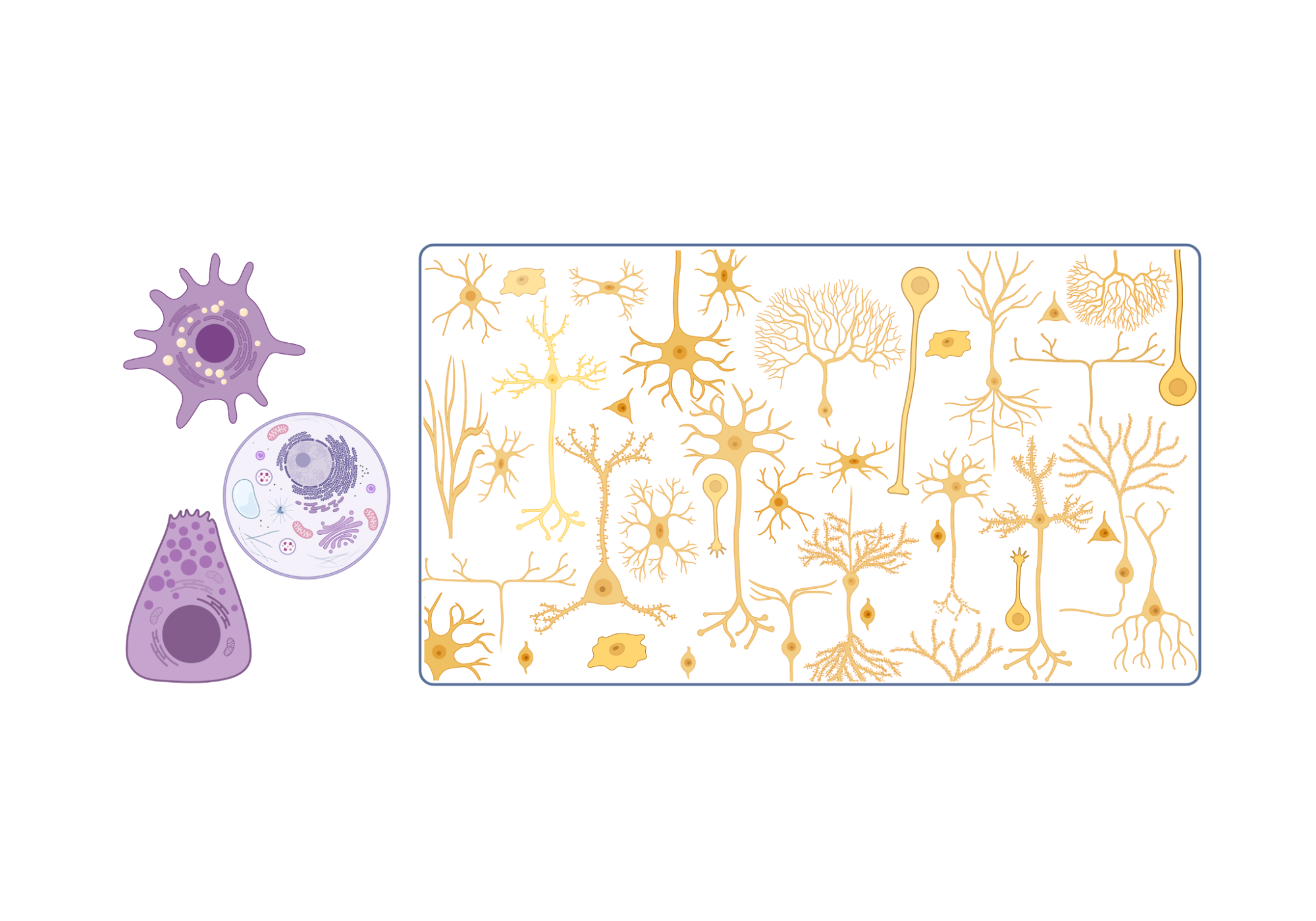 On the left, three different cells of the body are illustrated in purple (including an immune cell and a pancreatic cell), all having a general circular or blob-like shape. On the right, there is a snapshot of many different shapes and sizes of neurons illustrated in yellow, with long spindly extensions in some cases, appearing star-shaped, or appearing blob-like in other cases.