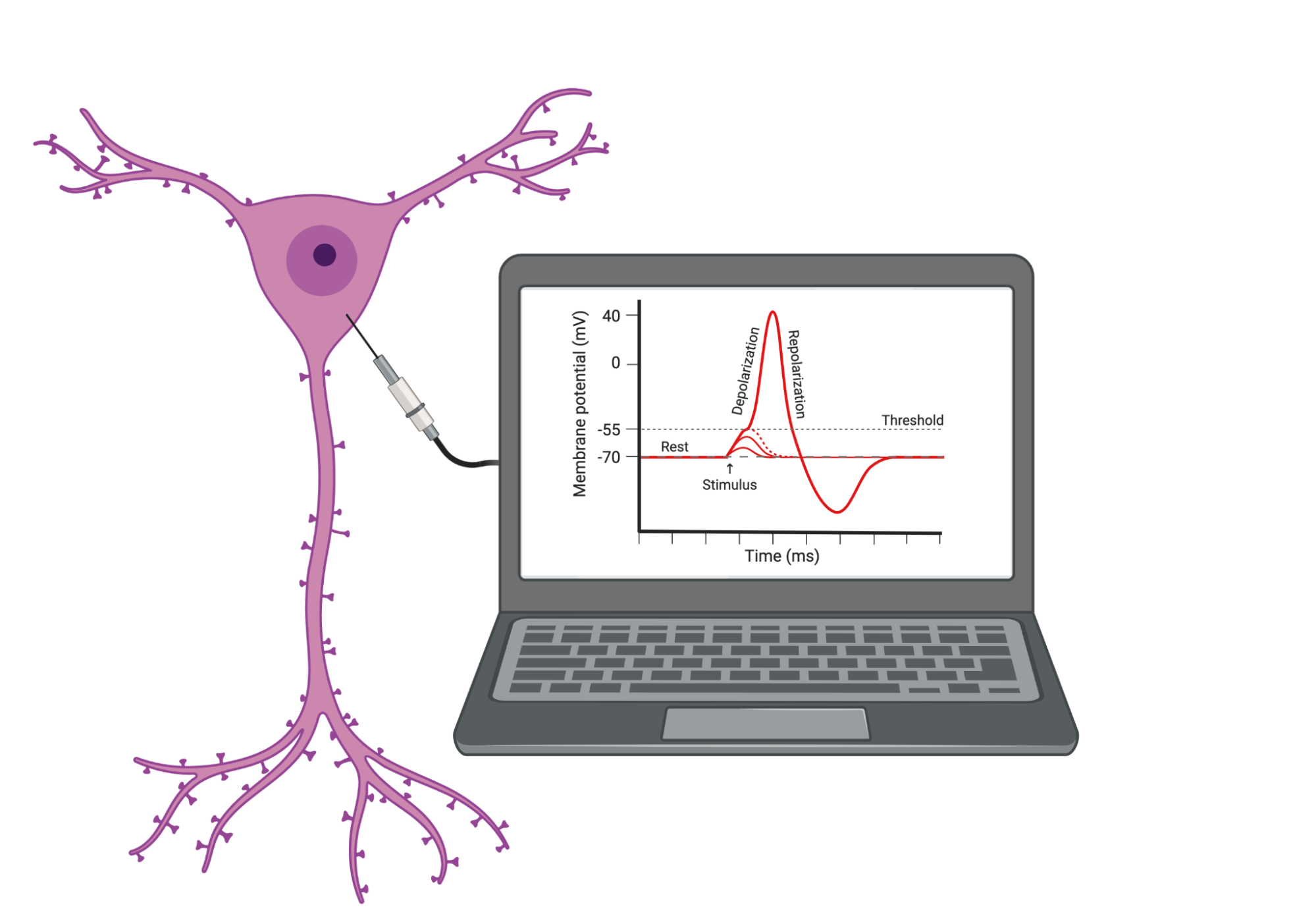 A large neuron is shown with an electrode inserted into the cell body. The electrode is connected to a wire leading to a computer, which shows a graph depicting the typical phases of the action potential. The action potential starts at rest, hits threshold, then the membrane potential increases during depolarization, decreases again during repolarization, and eventually comes back up to rest.