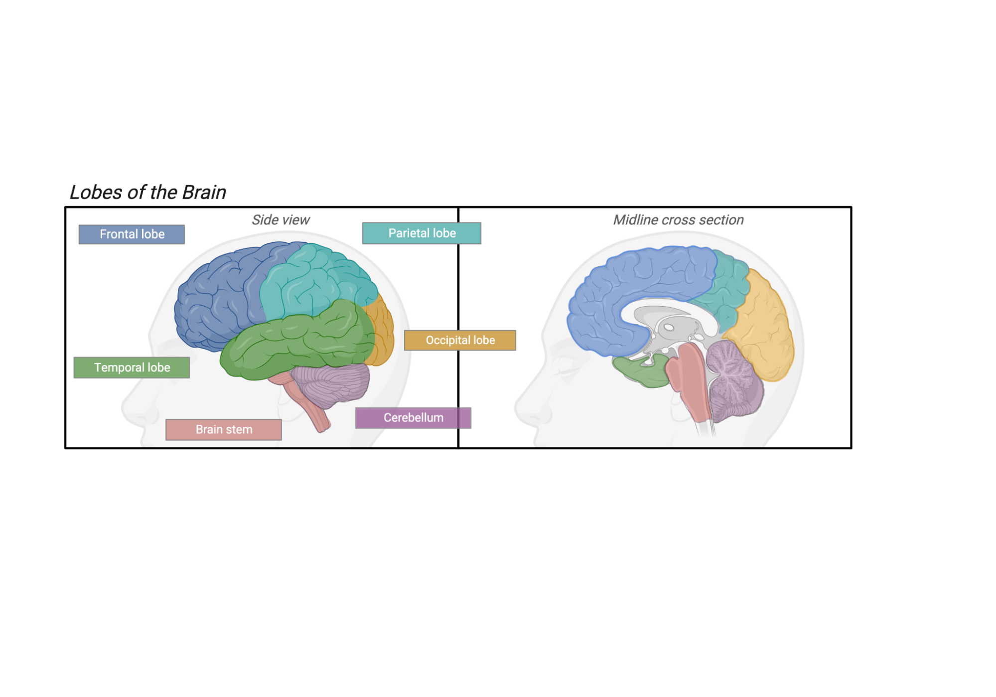The left half of the image shows a diagram of a side or lateral view of the human brain, with the frontal, parietal, temporal and occipital lobes labeled, as well as cerebellum at the back of the brain and the spinal cord. The right half shows a cross section diagram through the midline, revealing another way to see these same regions.