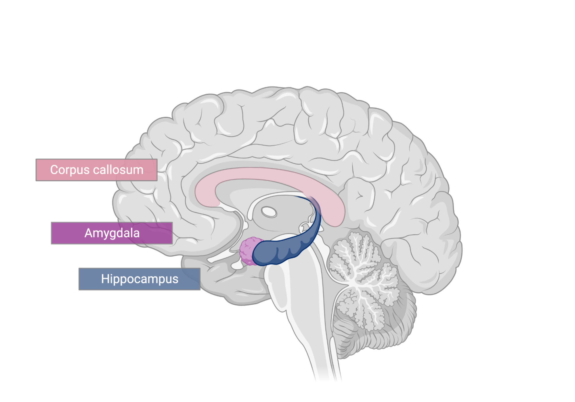 A diagram of a translucent brain is shown, cut along the midline, showing the locations of the corpus callosum, amygdala, and hippocampus.
