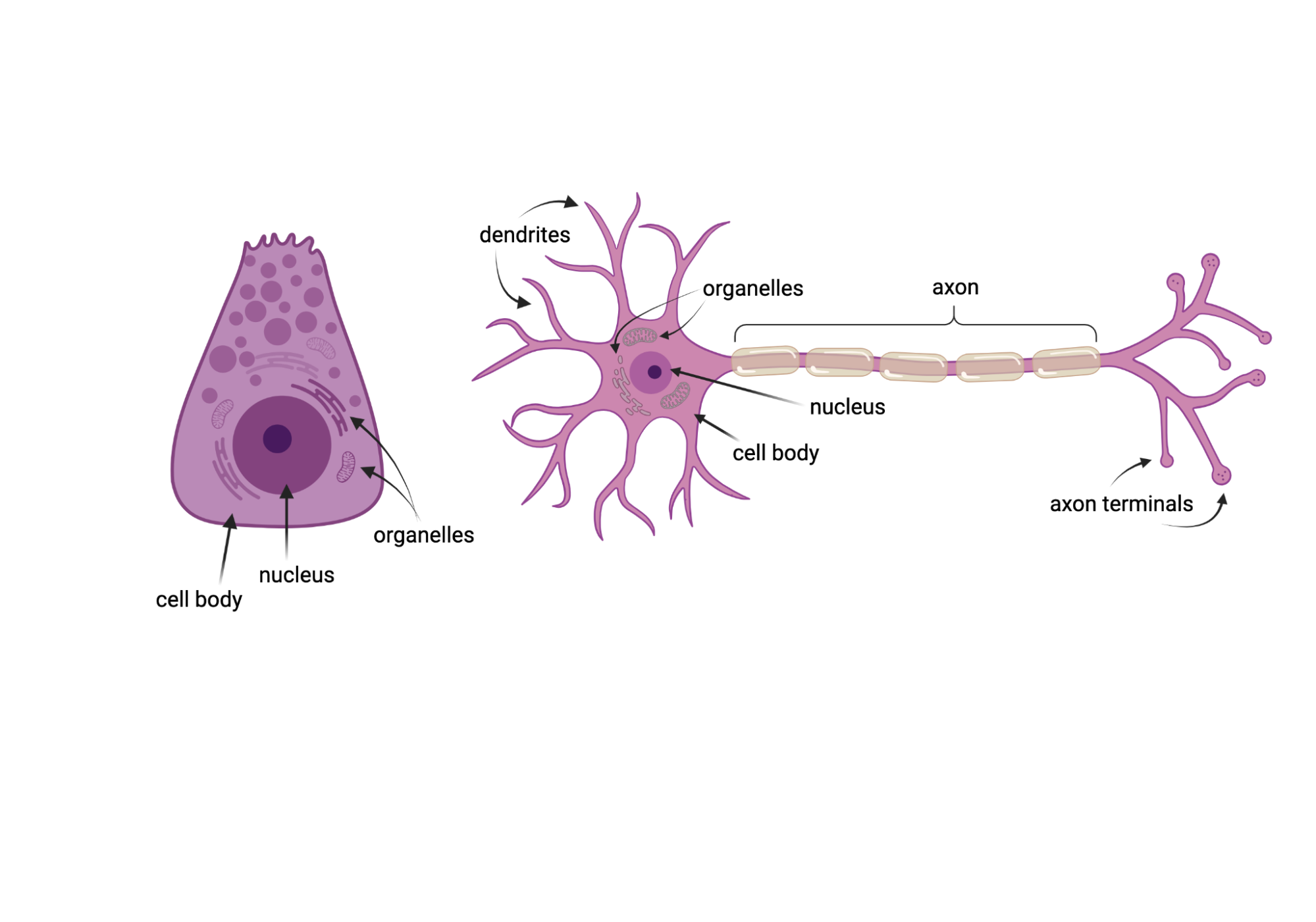 On the left, a pancreatic cell appears with clearly visible organelles and nucleus. It has a boxy shape. On the right, a standard neuron is shown also containing organelles and nucleus, but featuring dentures, an axon, and axon terminals as long spindly extensions.