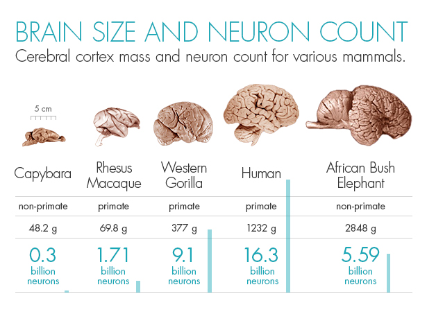 The brains of a capybara, rhesus macaque, western gorilla, human, and african bush elephant are shown. Although the weight of the brains overall is shown to be proportional to the size of each animal, gorillas and humans are listed as having more neurons in their cerebral cortices compared to the african bush elephant, which has a heavier overall mass of cerebral cortex.