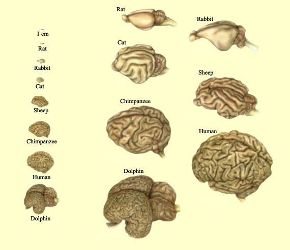 The proportional size of the brains of the rat, rabbit, cat, sheep, chimpanzee, human and dolphin are shown next to a line 1 cm in length. To the right, each brain is expanded to appear to be the same size as a human brain, to better highlight the increasing complexity of the cerebral cortex of mammals and particularly primates.