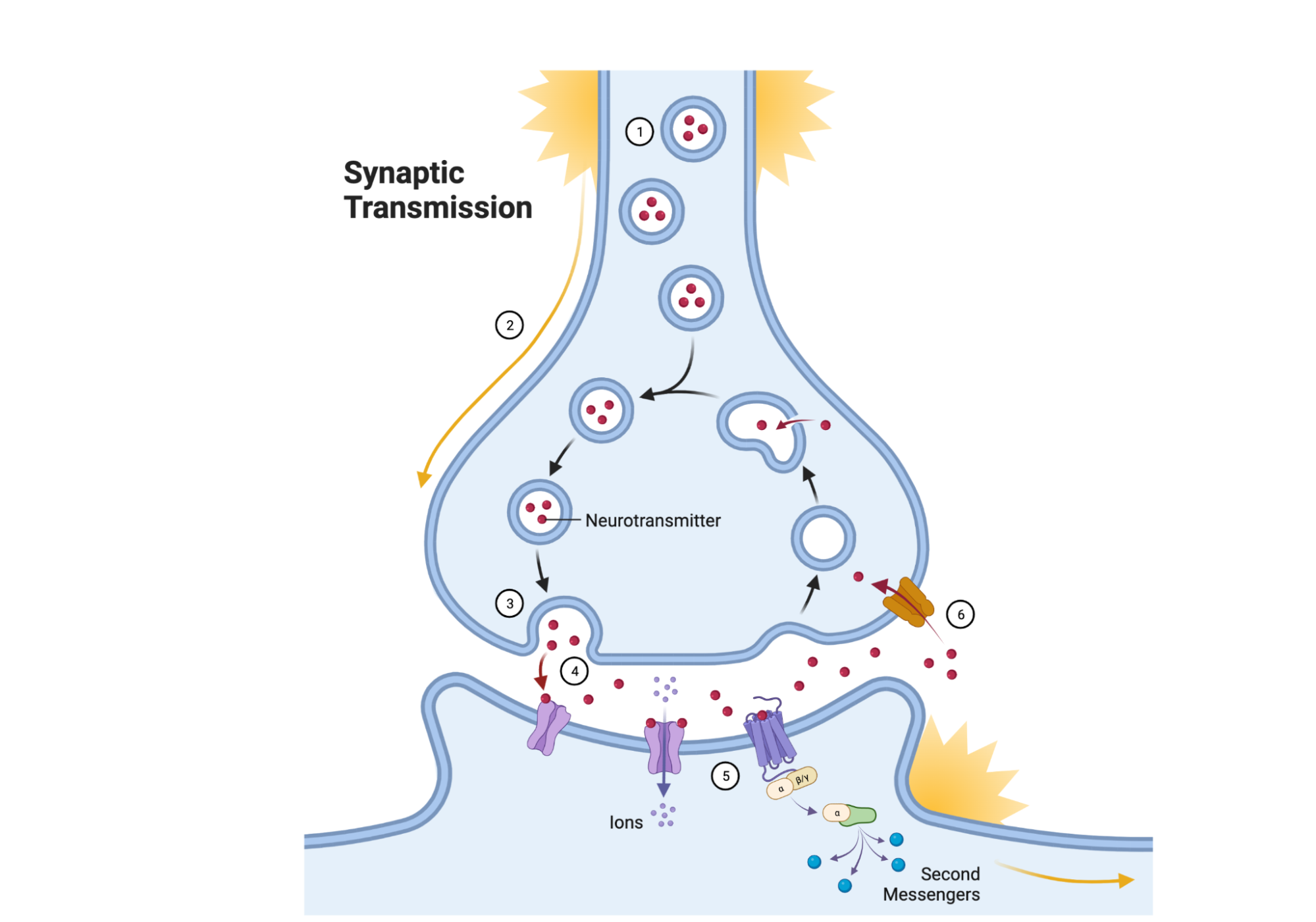 Each of the 5 stages of neurotransmission discussed in the text above is shown in this view inside a presynaptic axon terminal, where neurotransmitter is being released from vesicles, binding to receptors, and is moved back into the presynaptic cell via reuptake transporters.