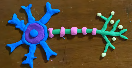 Photograph of a model neuron built from playdough. A blue circle with five blue projections is at one end, connected to a long green tail with pink stripes distributed down its length and ending in a green branching structure.
