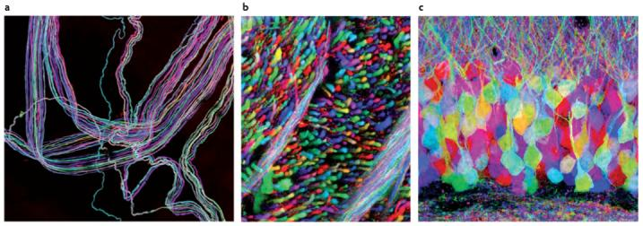 Three images at different magnifications show that each neuron and its axons are color coded a different and vibrant fluorescent color, making the identification of each neuron in a circuit possible.