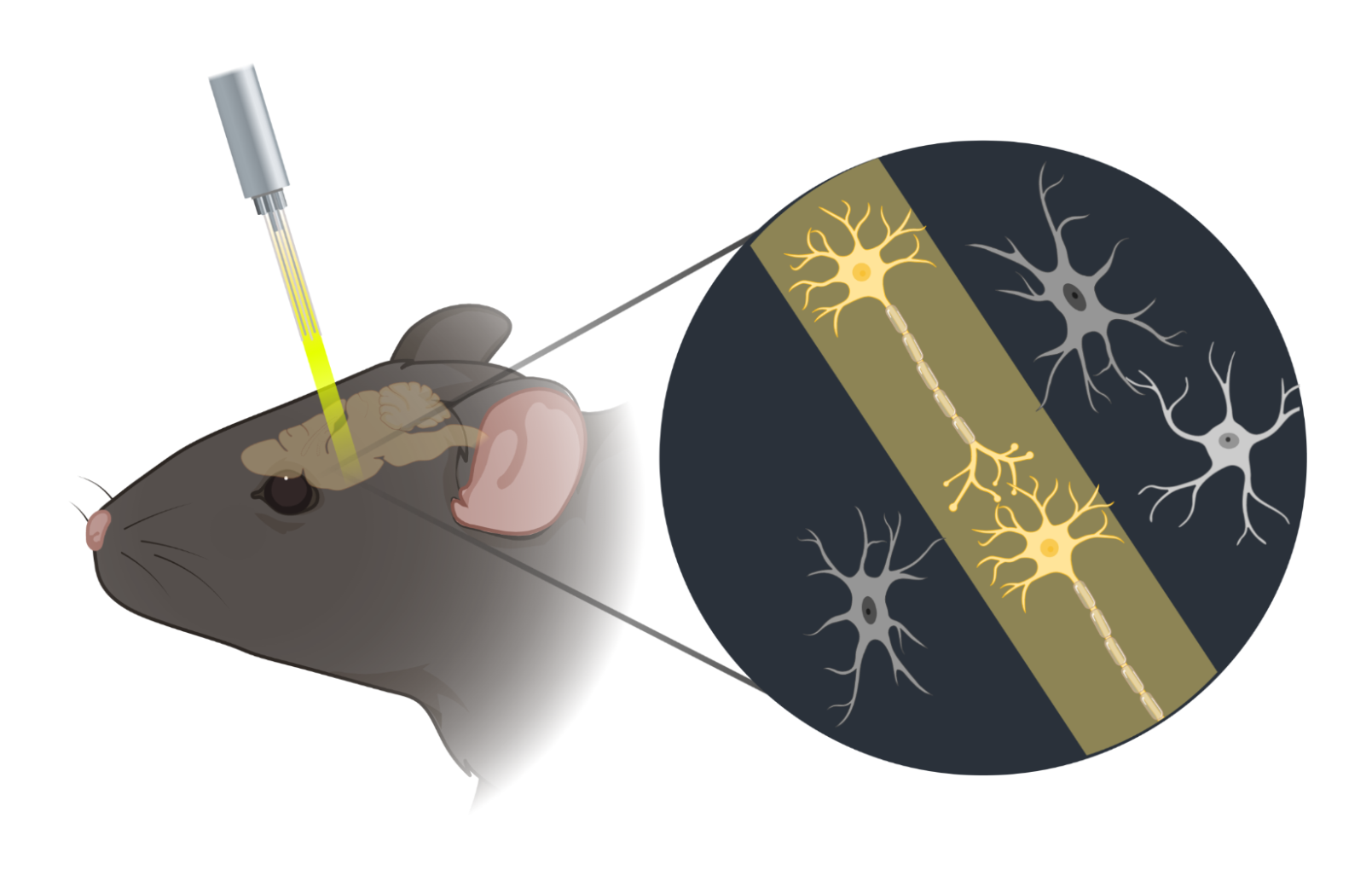 A rat is shown, its head translucent to show the brain within. A fiber optic is shining yellow light into the brain, which is zoomed in to show it impacting certain neurons but not others.