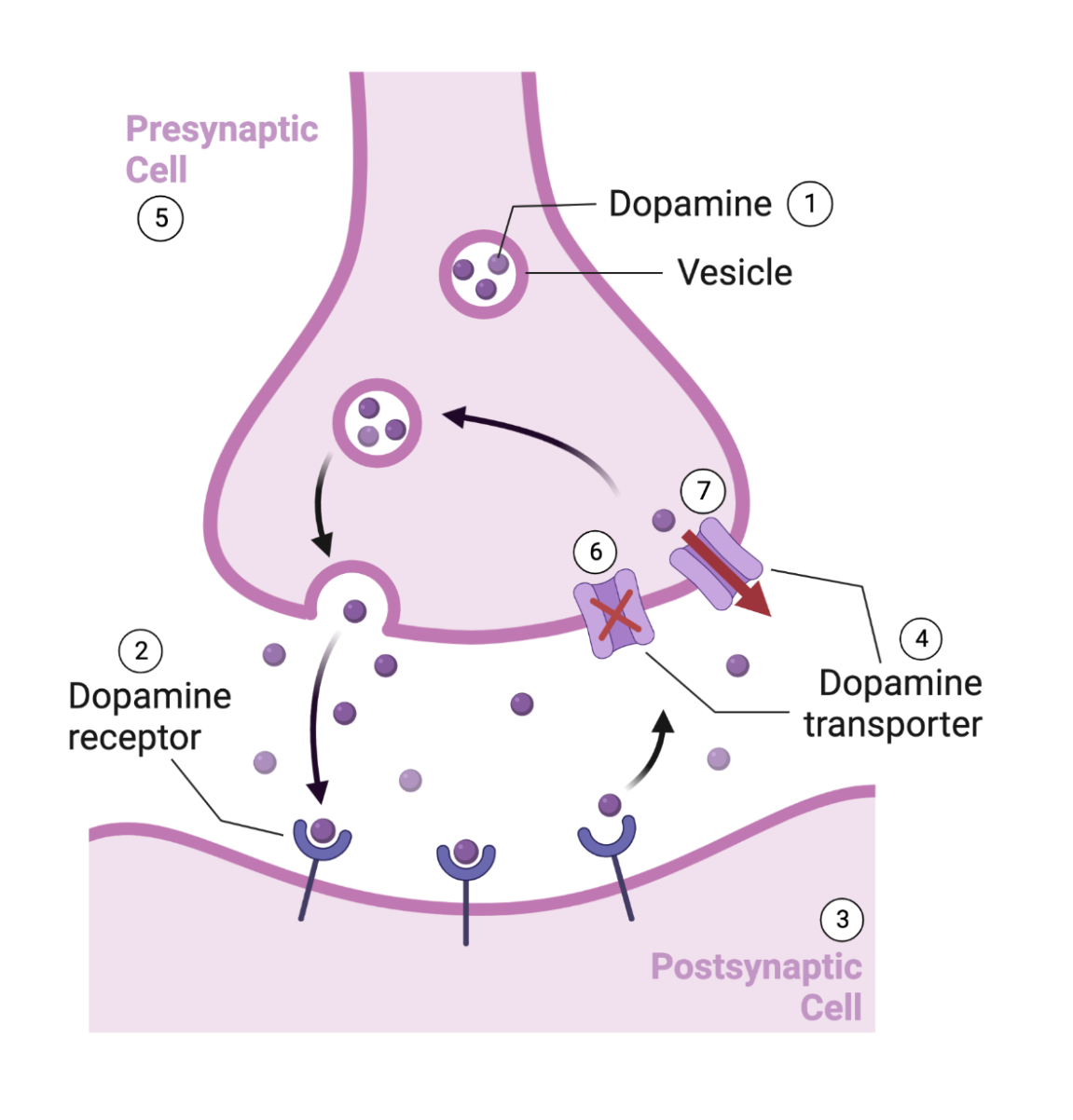 A dopamine synapse is shown with each of the seven steps above labeled, from dopamine release through dopamine reuptake via transporters. Some drugs like cocaine and methamphetamine can alter the function of those transporters.