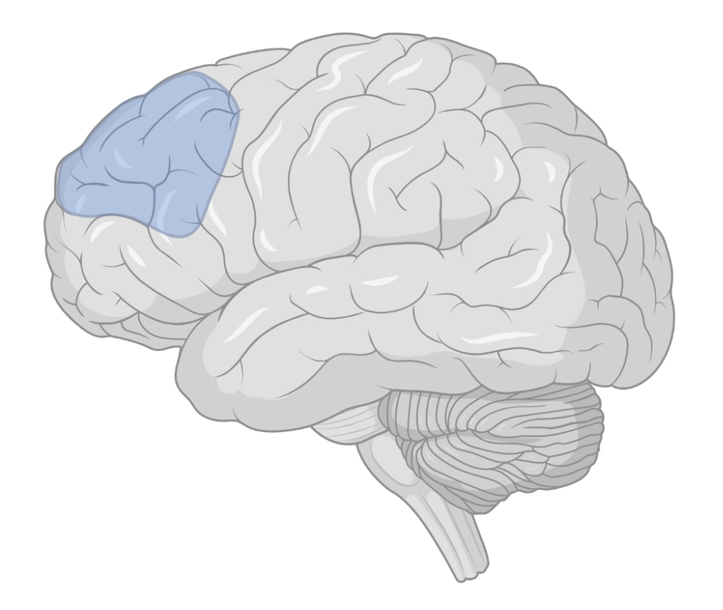 A side or lateral view of the human brain is seen with the top part of the frontal lobe colored blue.