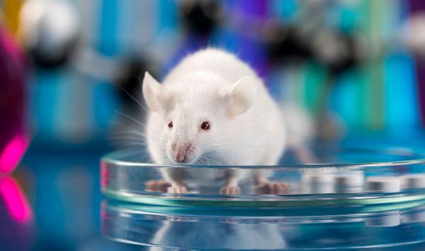 white mouse in petri dish