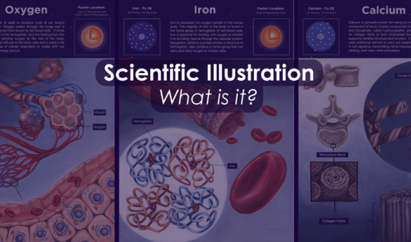 Blog Header image reading Scientific Illustration: What is it?