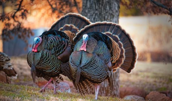 A photo of two wild turkeys outside under a tree