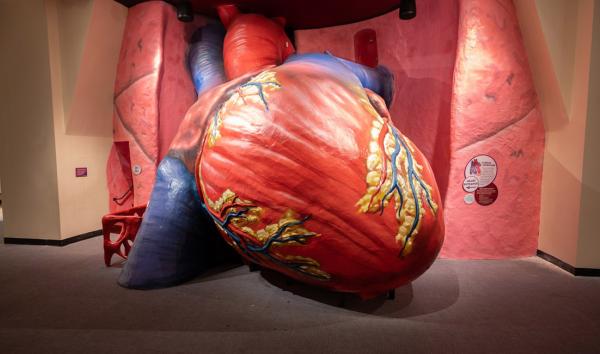 The Franklin Institute's iconic and newly refurbished Giant Heart Exhibit