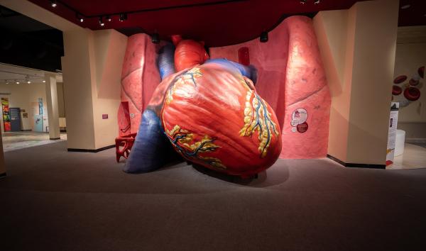 Franklin Institute's Iconic Giant Heart Exhibition