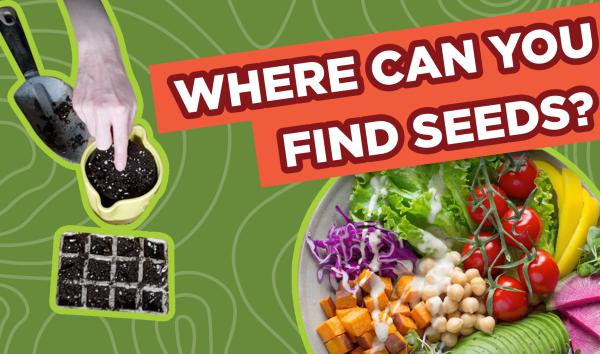 Spark of Science Seeds