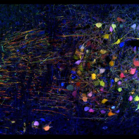 Brainbow Mouse Neurons