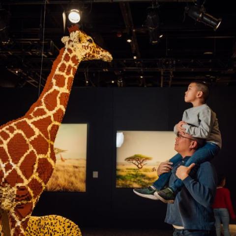 art of the brick - boy and man with lego giraffe